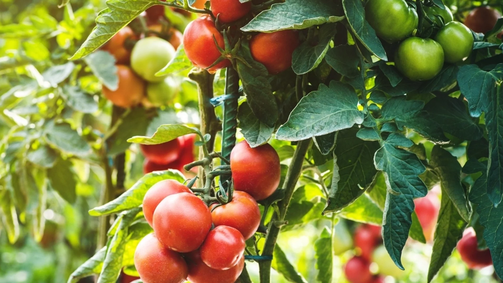 Извиване на листата на доматите - ето какво трябва да се направи