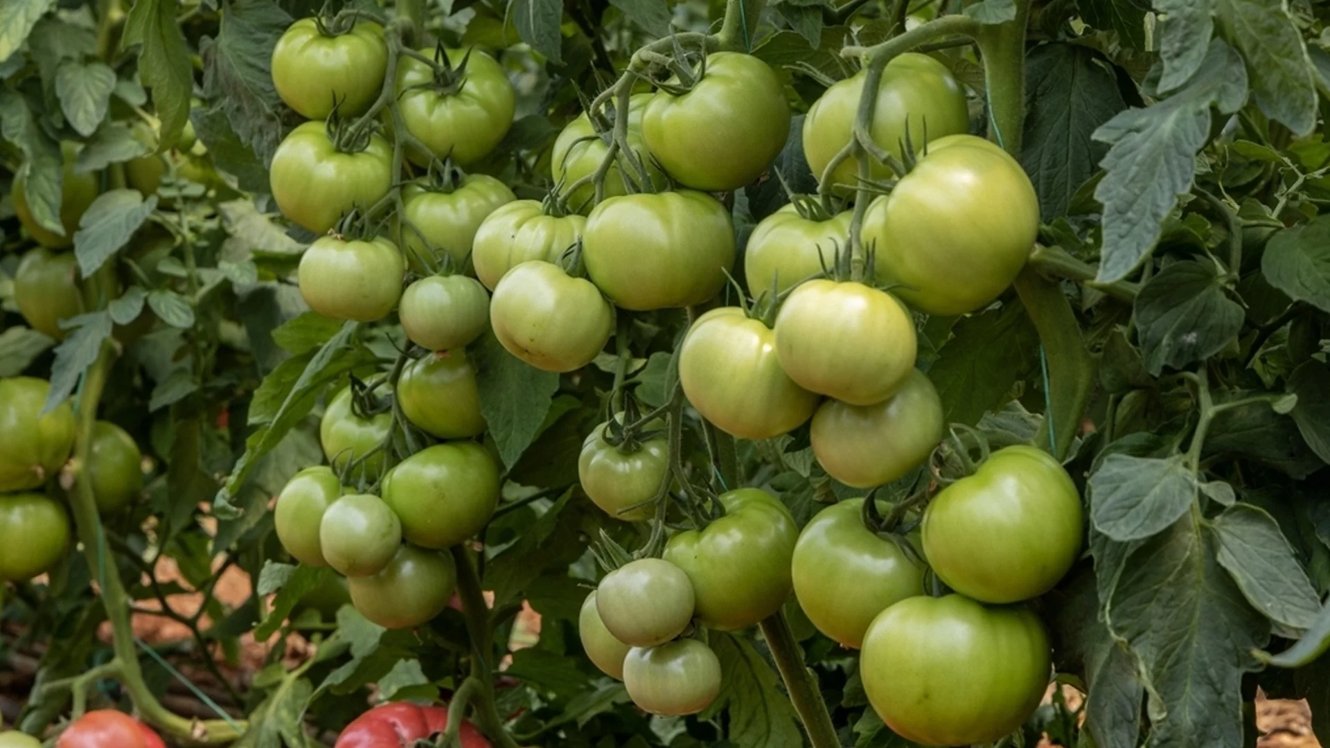 Пръскане на доматите по време на цъфтежа - ето как се прави