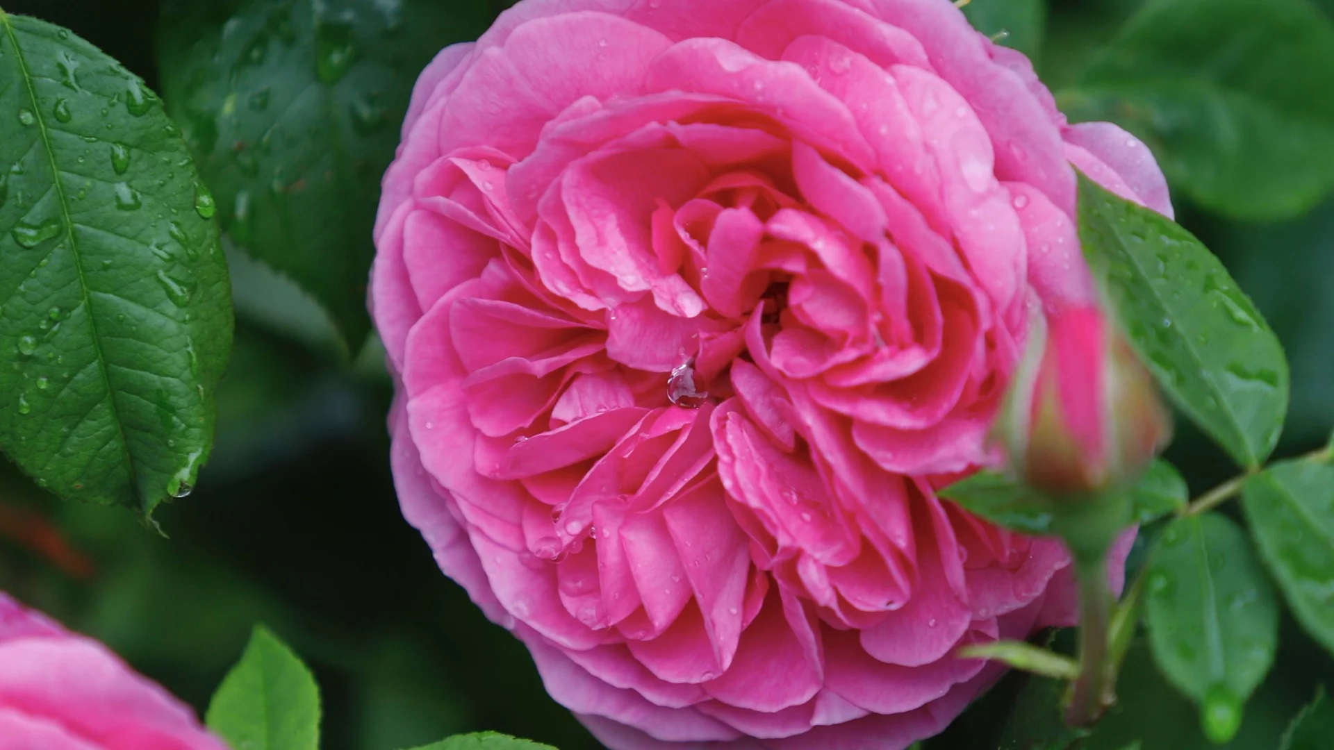 Черни петна по листата на розите: Най-добрите бабини лекове