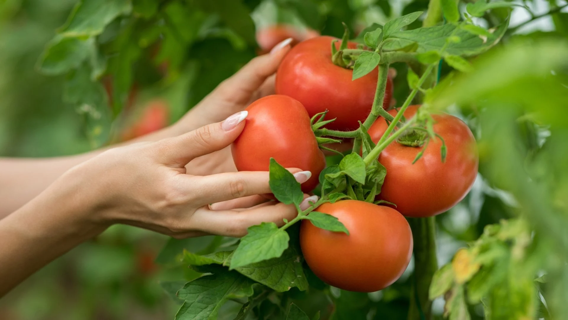 За домати: Кога е задължително използването на железен сулфат 