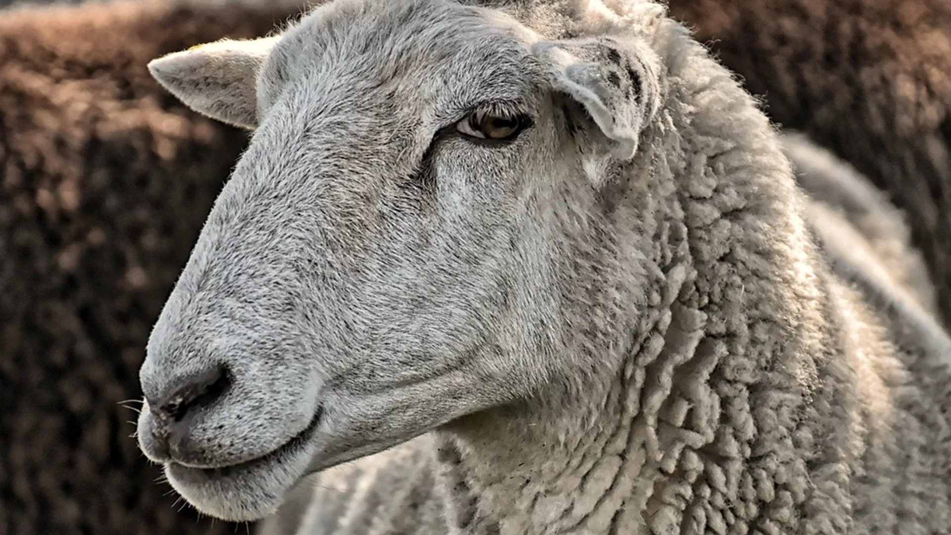 Стрелба по добитъка: Мъж откри огън по животните на родата в Петрич