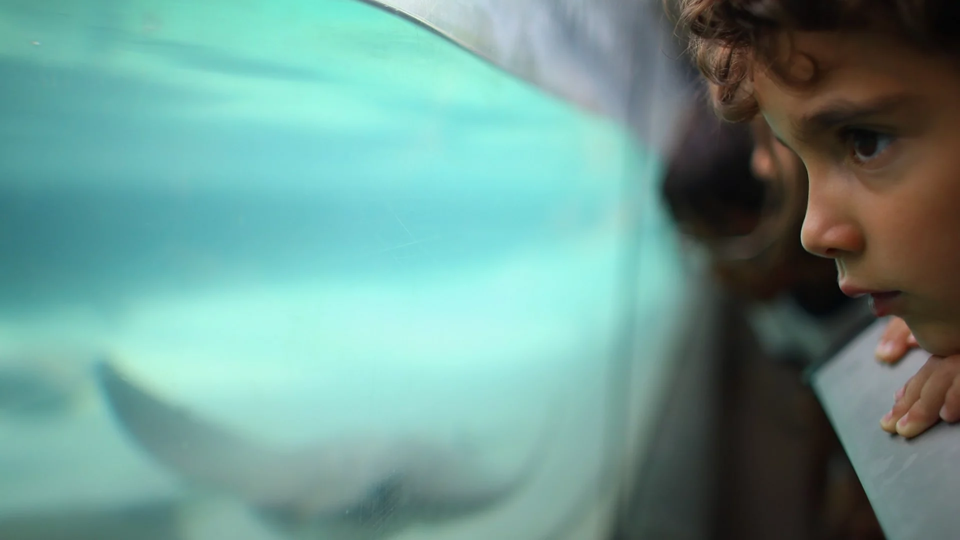 Рибата скат, прославила се по света с непорочна бременност, почина: Вижте защо (ВИДЕО)