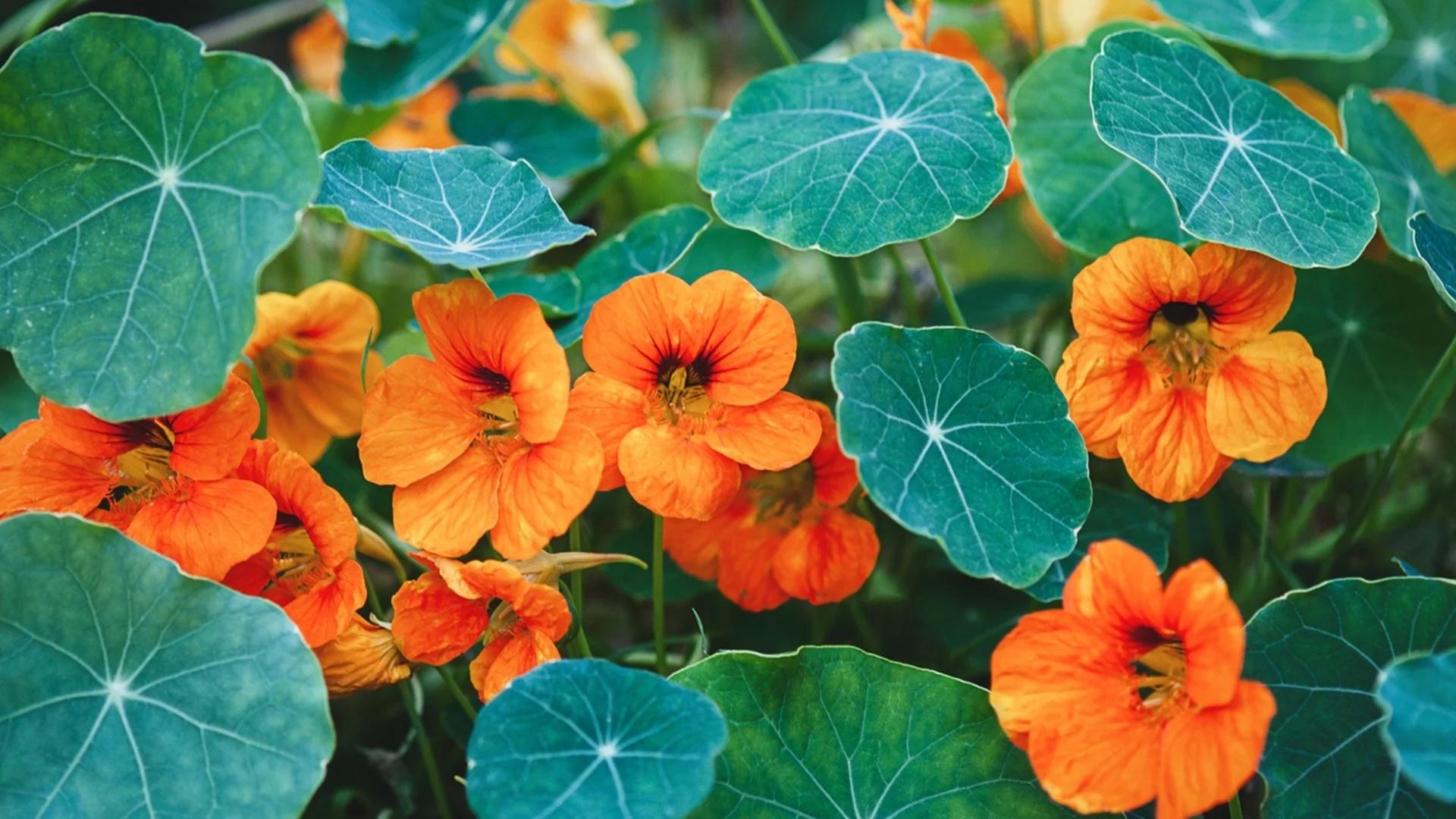 5 цветя, които можете да засеете през юли за цвят в края на лятото