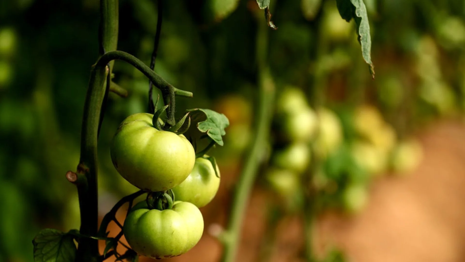 10-те най-често срещани болести по доматите