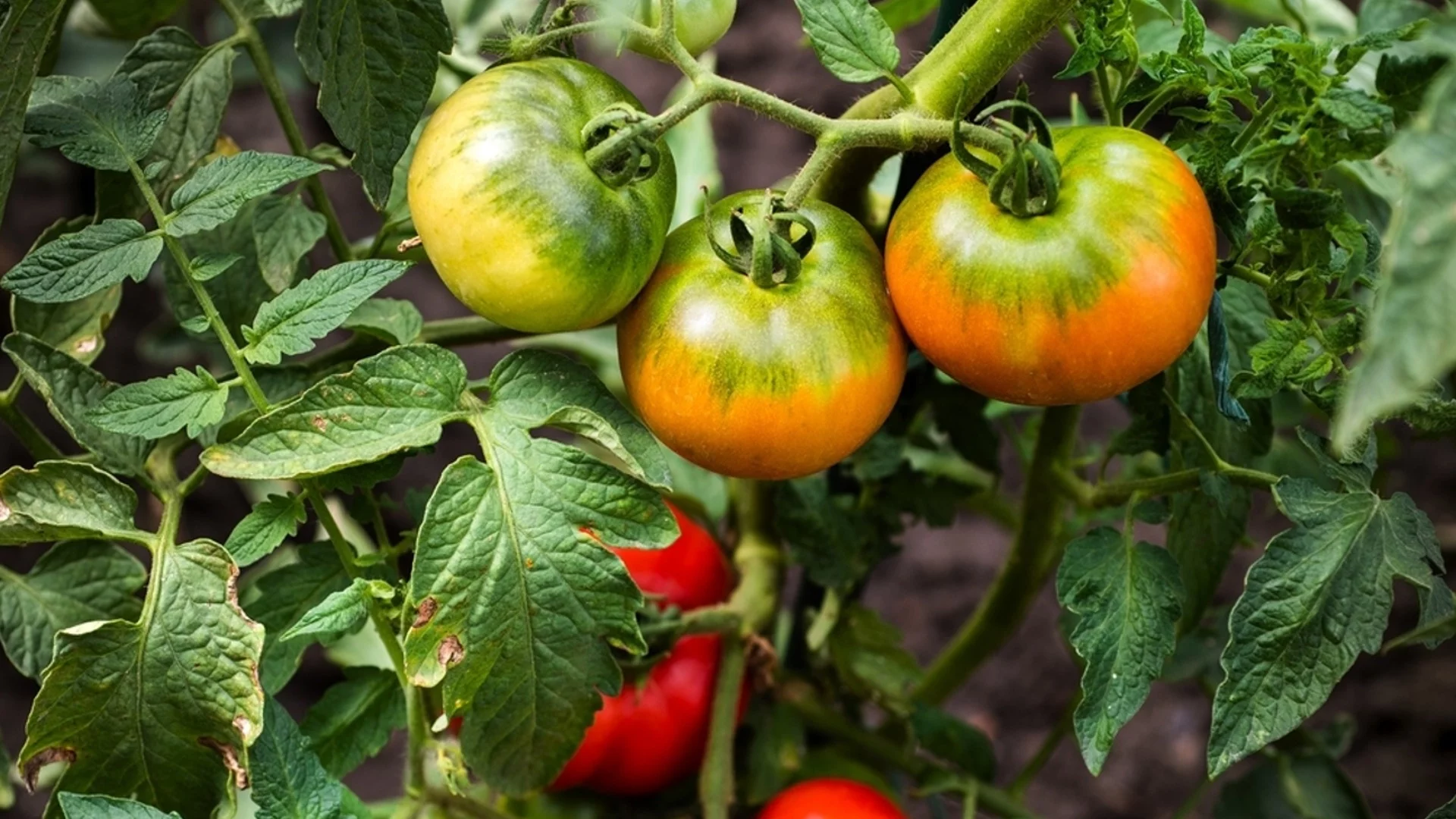 Най-евтиният разтвор, с който ще забравите за маната по доматите