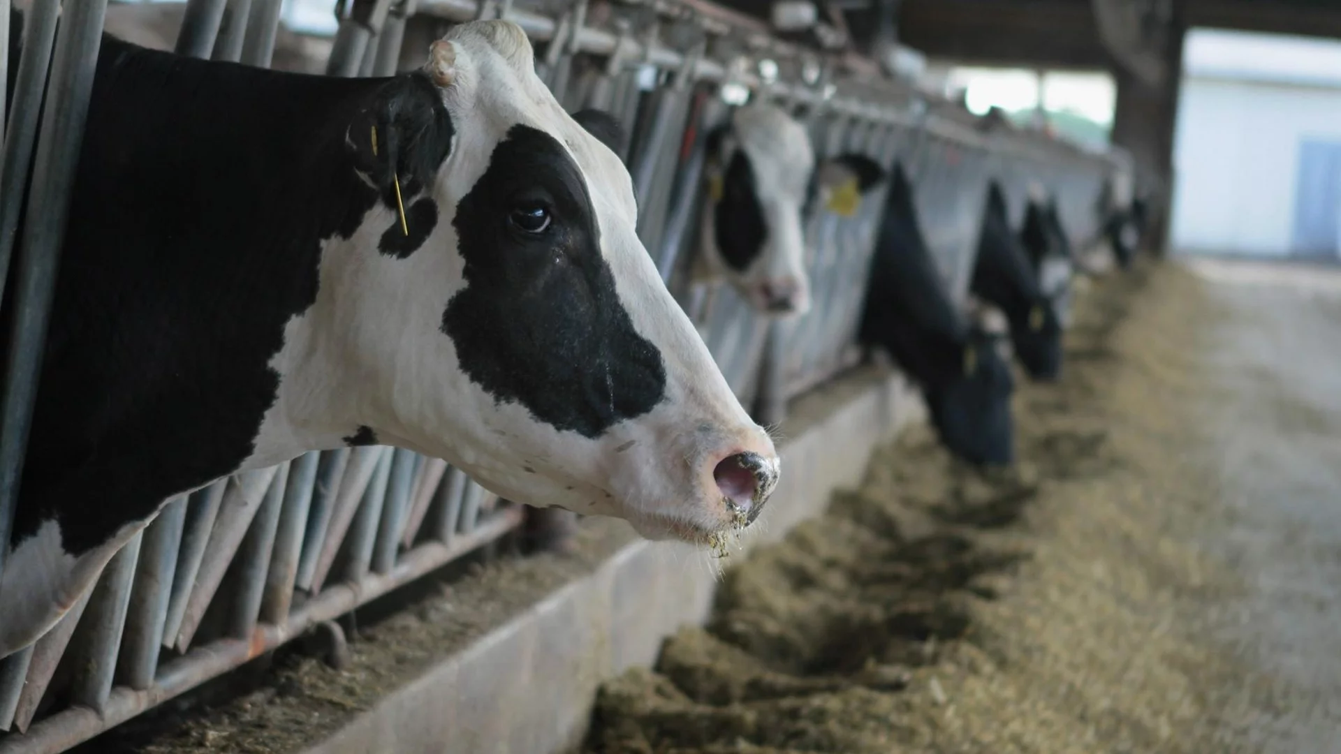 САЩ откри пореден случай на птичи грип, пренесен от крави, при човек 