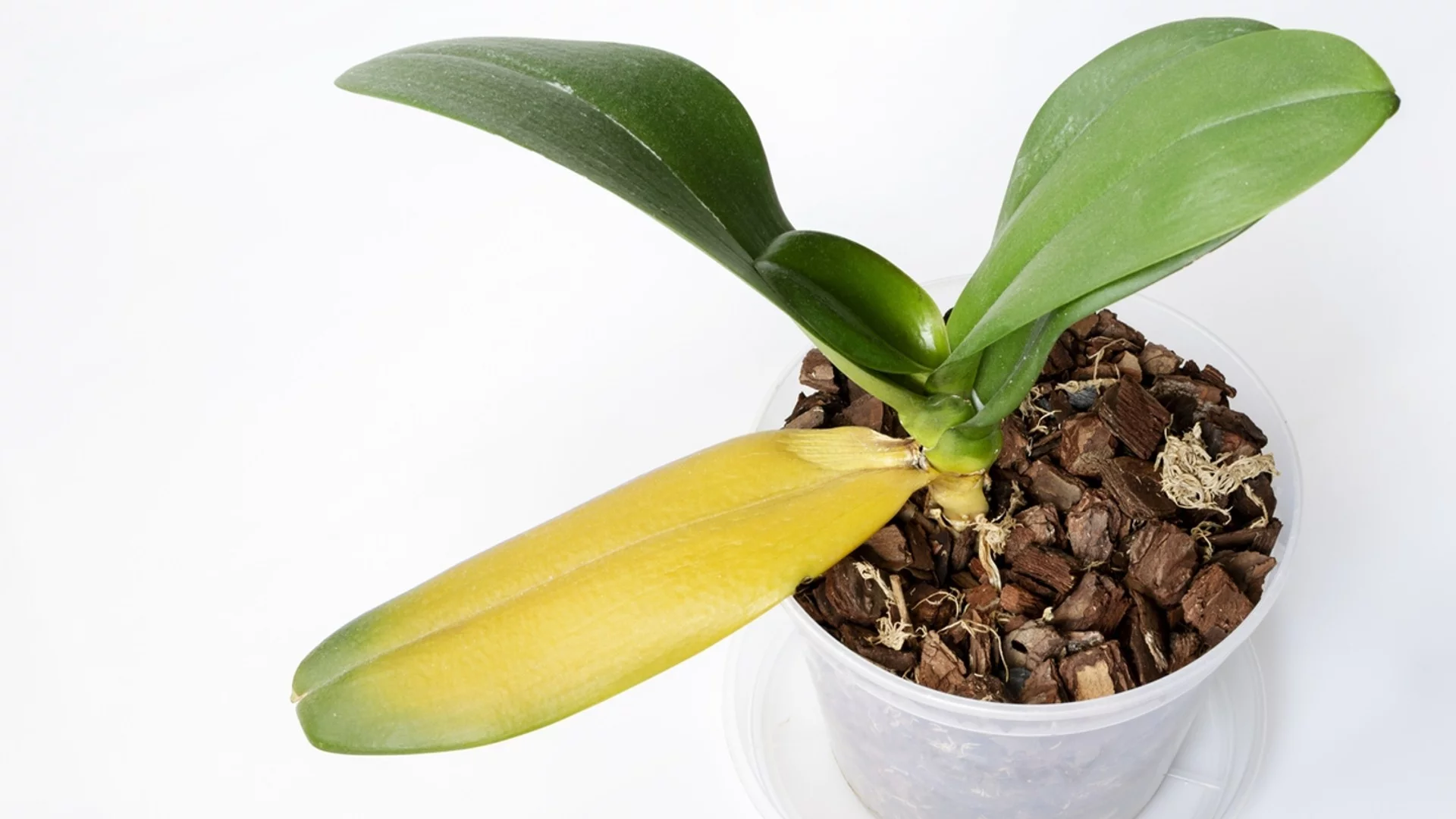 Болна орхидея: 5 начина да я върнете към живот