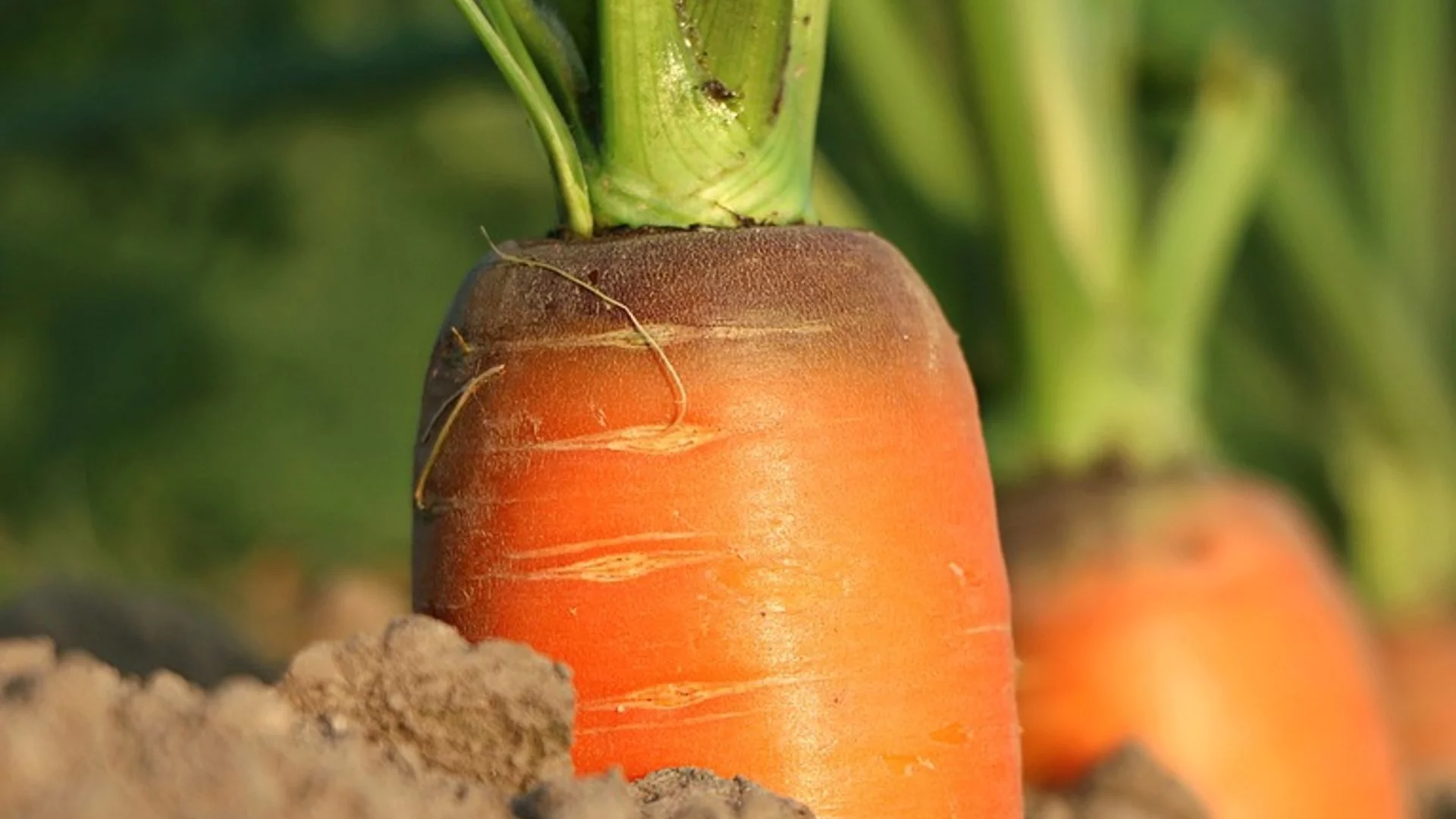 4 причини морковите да растат криви и с рога и как да избегнете грешките