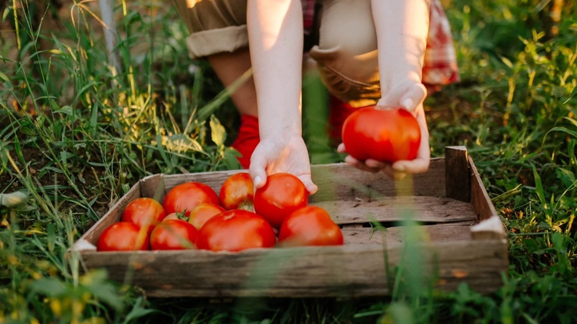 Ето какво правят опитните градинари с доматите през юли, за да имат богата реколта
