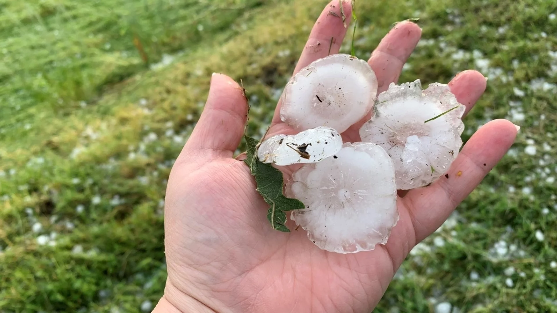 Градушка удари карловско село, унищожени са зеленчукови градини и лозя