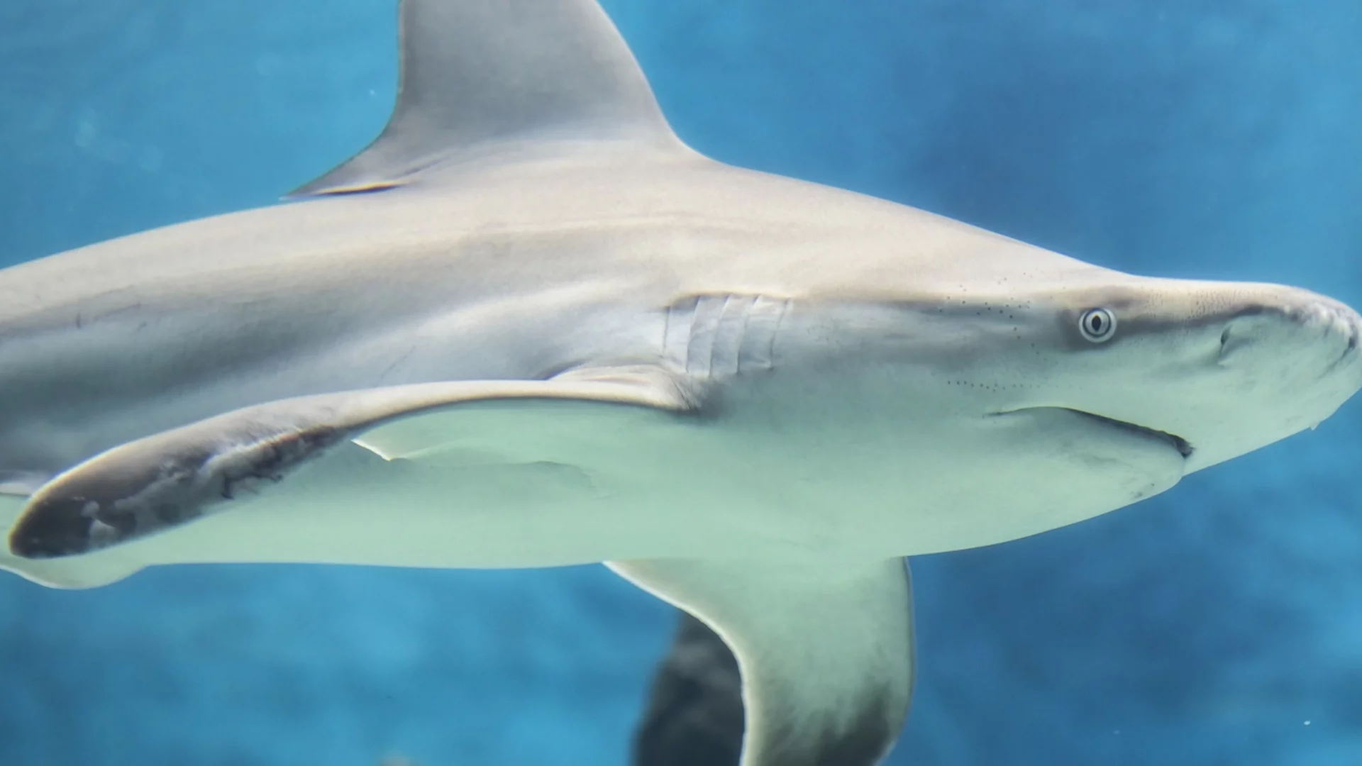 Дрога в океана: Откриха кокаин в акули край бреговете на Бразилия