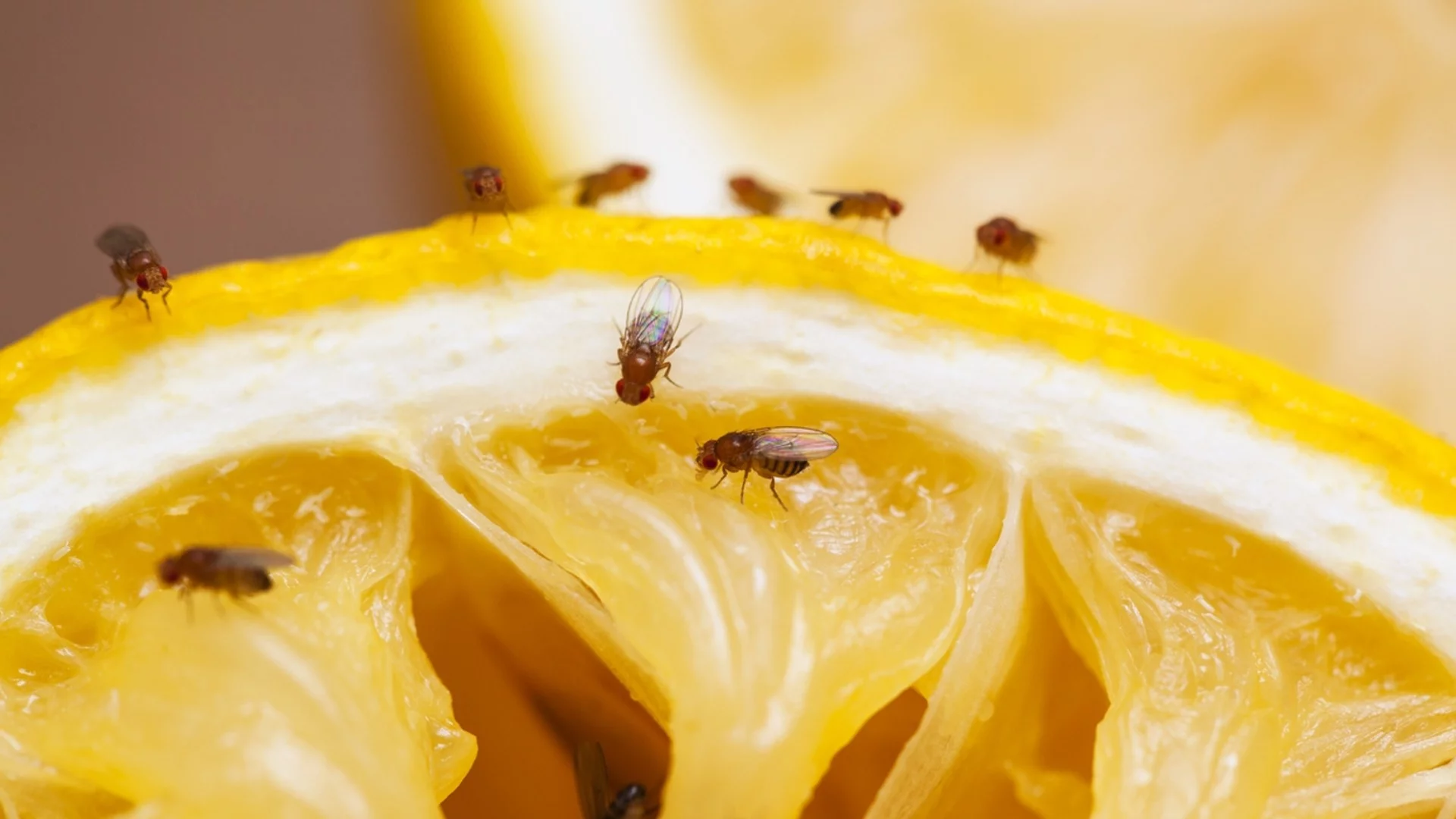 Плодови мушици: Ето как да се отървете от тях завинаги