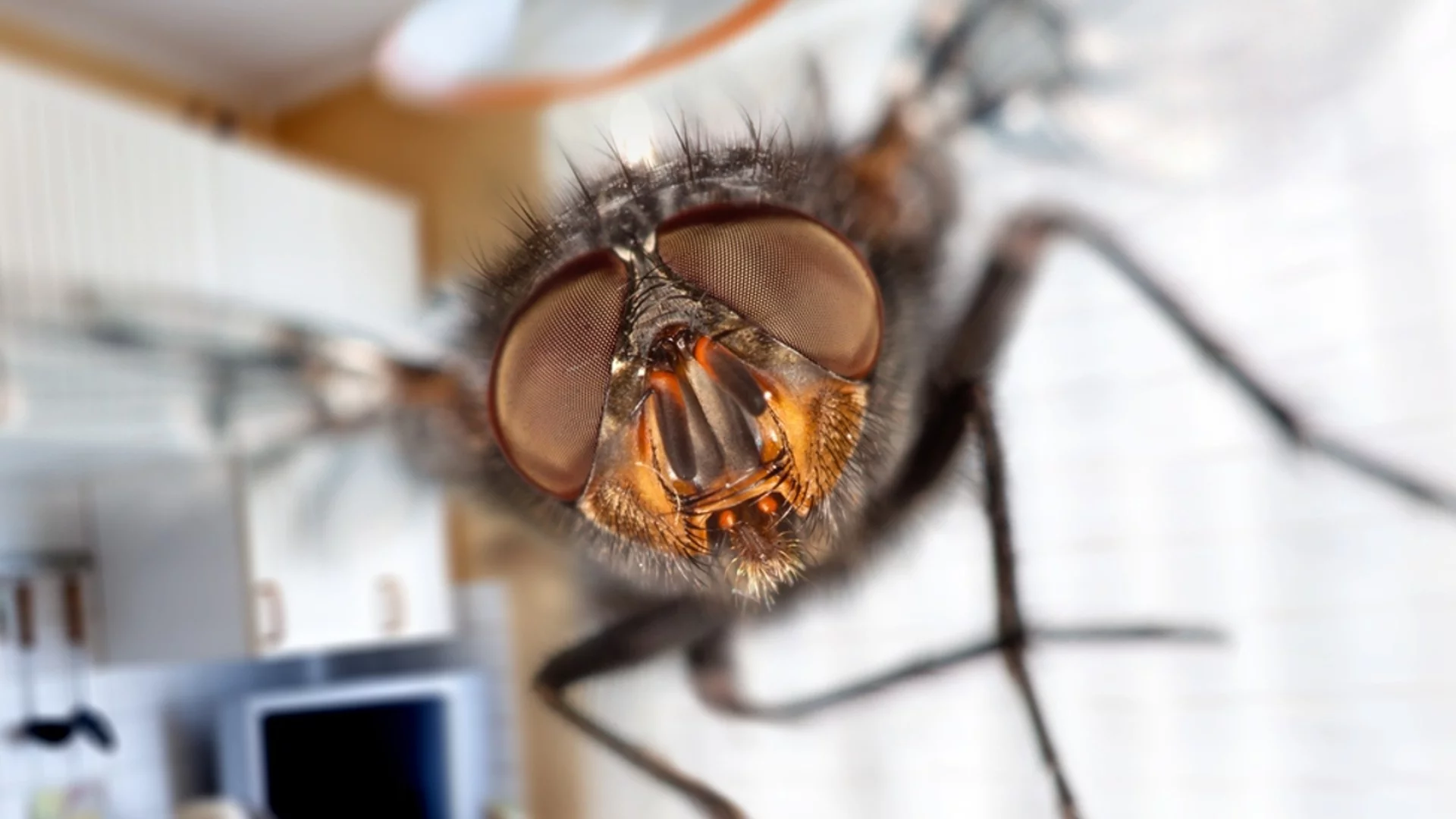 5 ефективни рецепти да се отървете от мухите с природни средства