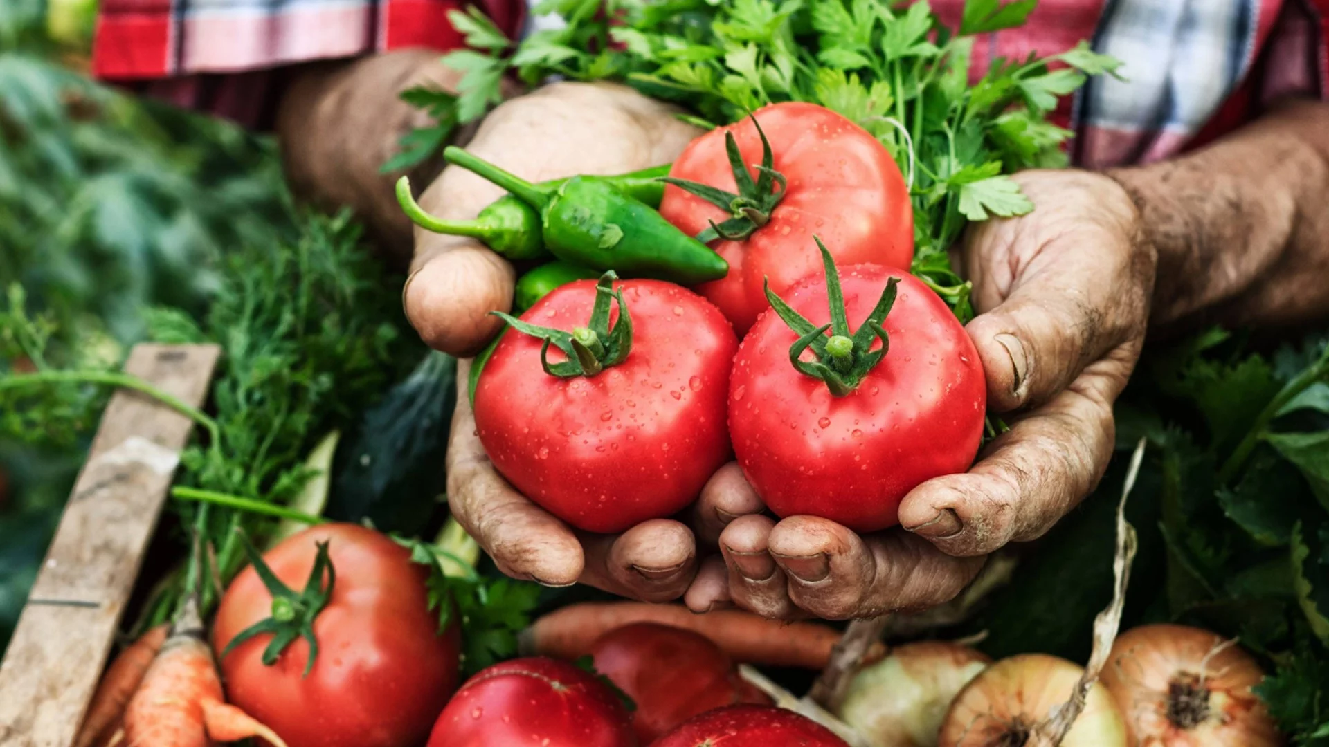 Лекари: Яденето на много зеленчуци през лятото е най-вредно за този орган
