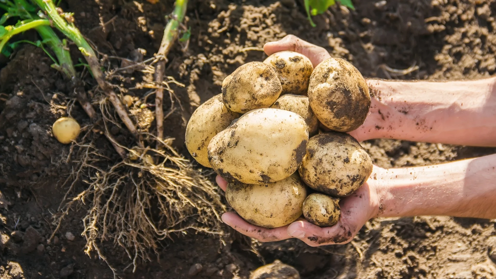 Как да разберете кога е точния момент за прибиране на реколтата от картофи