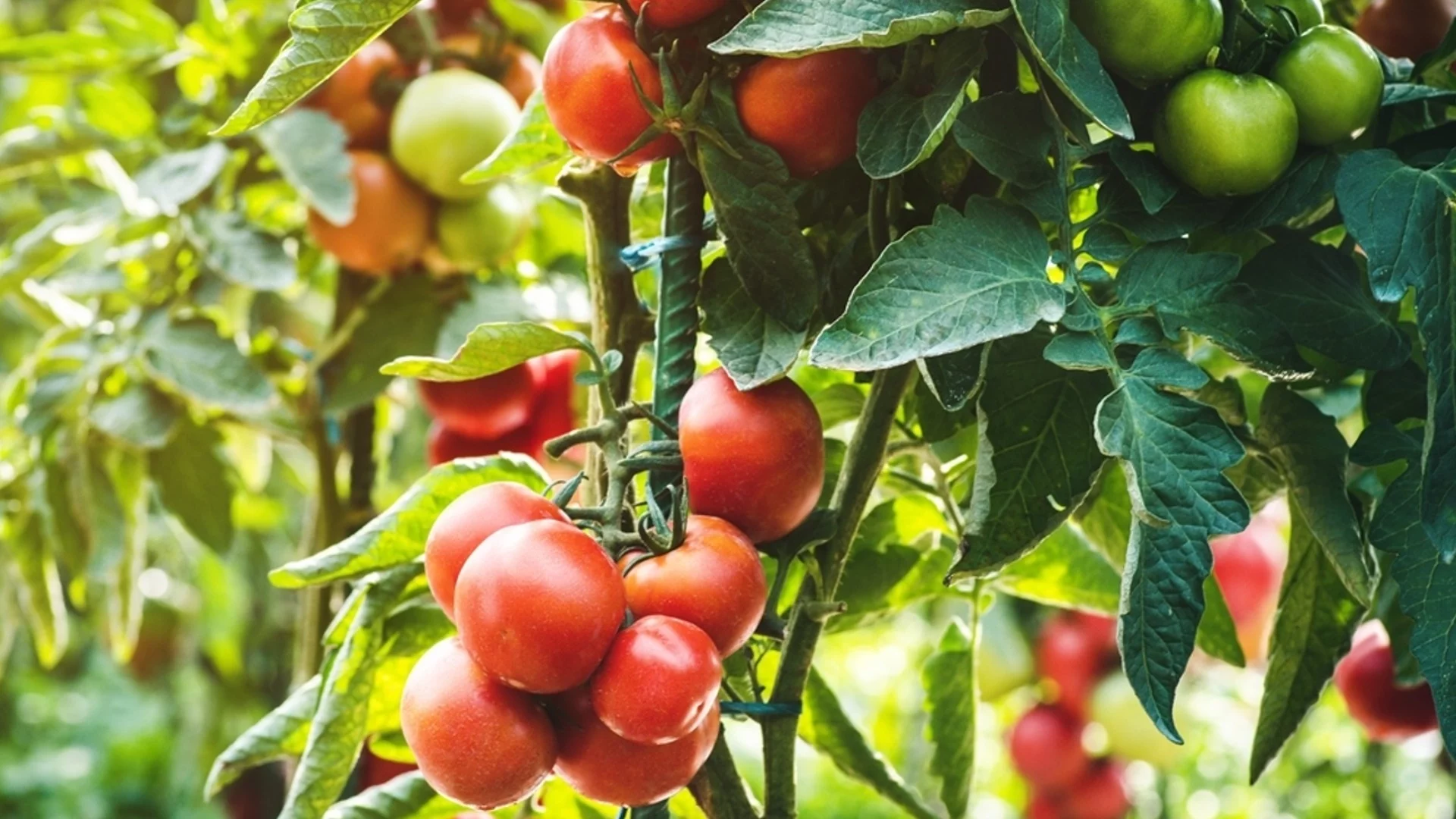 Как да предпазите доматите от мана - 3 златни правила за богата реколта