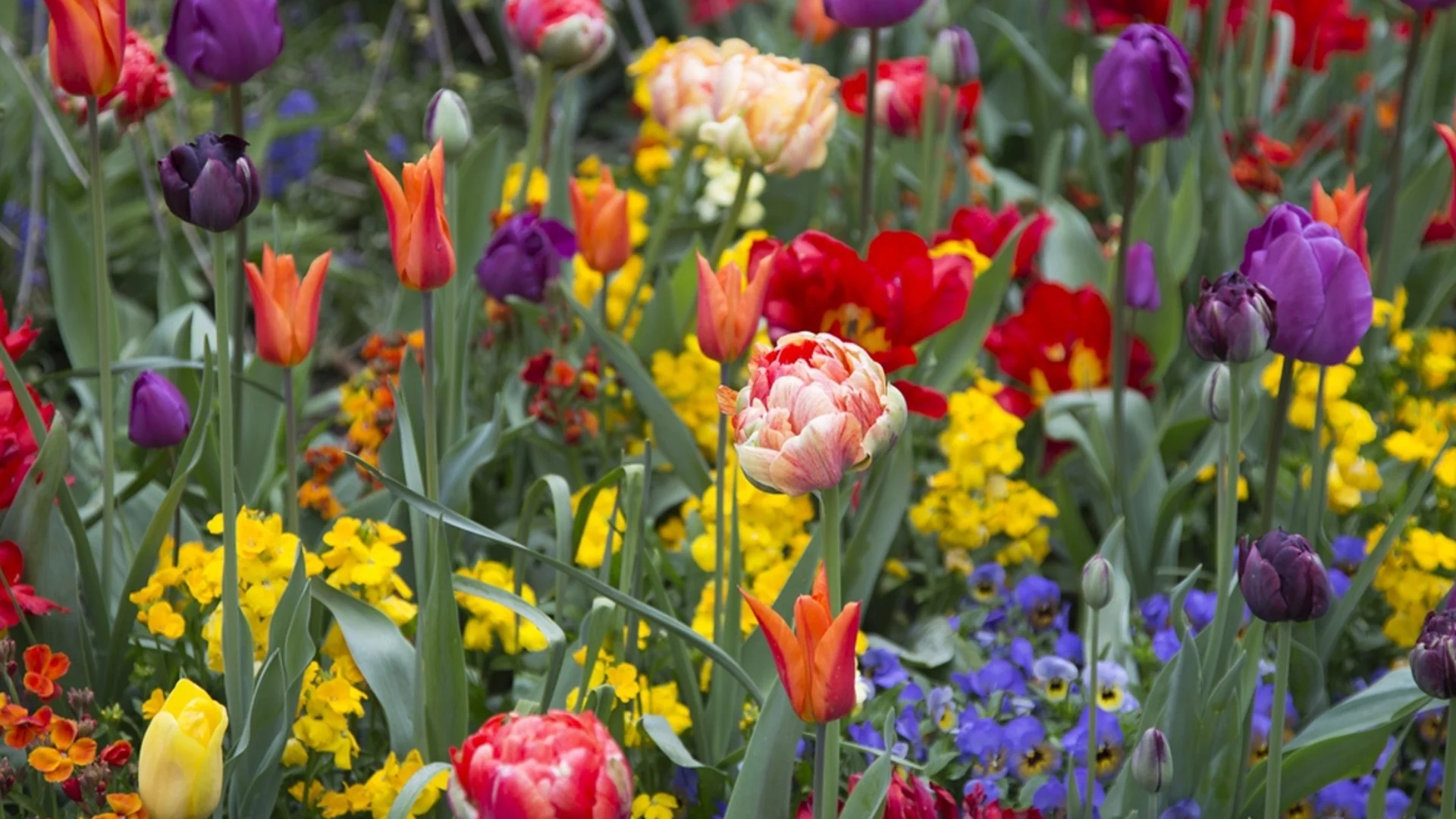 10 цветя, които трябва да засадите преди зимата