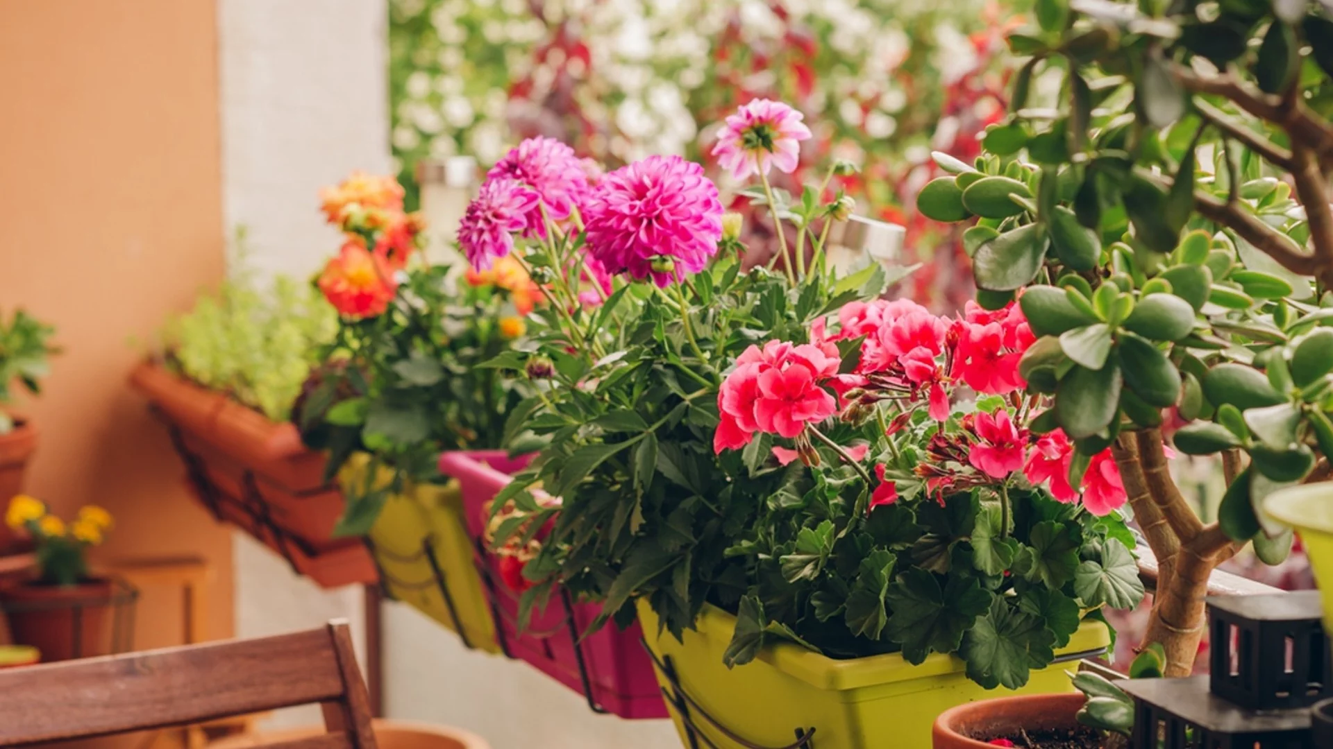 Какво означава, ако цветята у дома изсъхват?