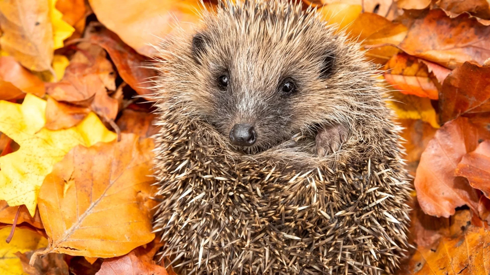 Какво означава таралеж в градината и какво да правите, когато намерите