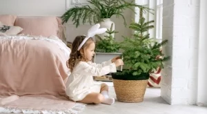 Как правилно да се грижите за коледна елха в саксия