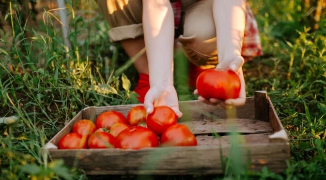 Как да отгледате вкусни домати - доказани съвети от опитните градинари