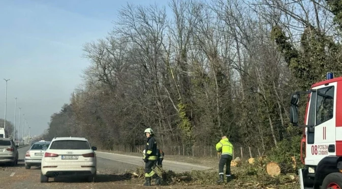 Дърво падна на Цариградско шосе и предизвика задръстване (СНИМКИ)