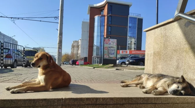 Ранено куче след стрелба по приют за бездомни животни