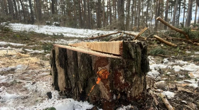 Община Самоков започва сечене на опасни дървета