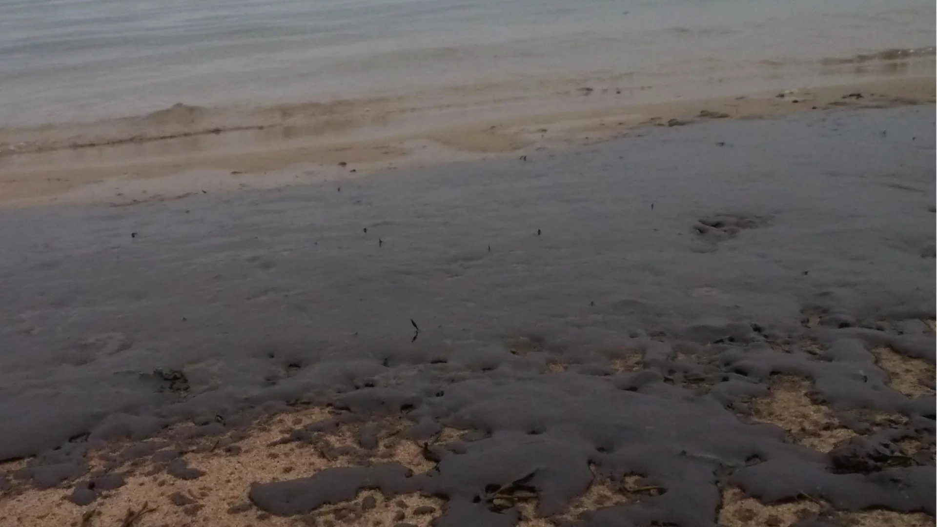 Нови разкрития за замърсявания в Черно море