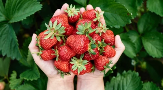 Панирани пресни ягоди: Не сте опитвали такава вкусотия!