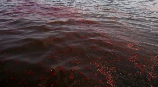 Къпят се в мазут и петрол: Ваканция в руския курорт Анапа (ВИДЕО)