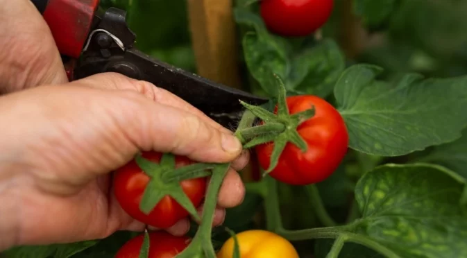 Какво да направите, за да растат доматите по-бързо