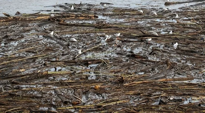 Хиляди къщи под вода, десетки загинали след наводнение в Нигерия (ВИДЕА)