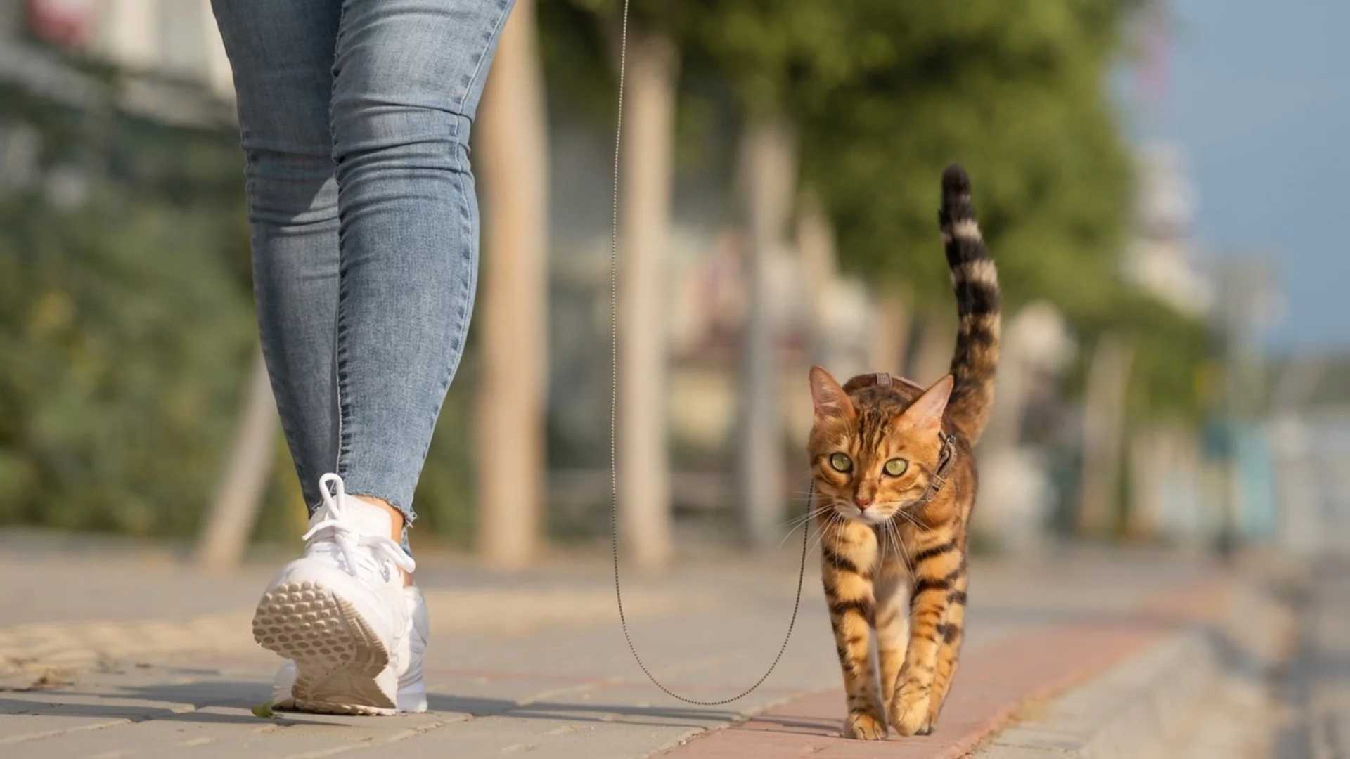 Защо домашните котките не се разхождат като кучетата на каишка