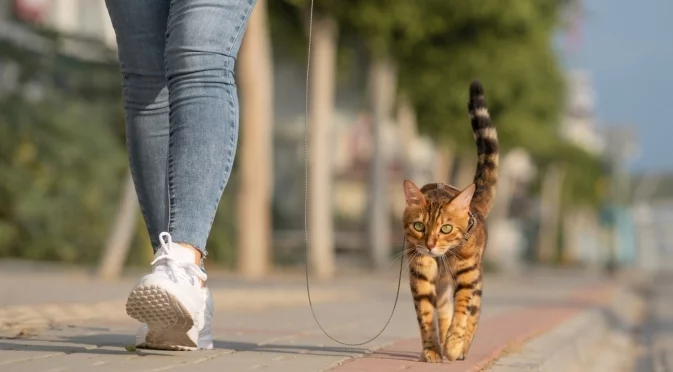 Защо домашните котки не се разхождат като кучетата на каишка
