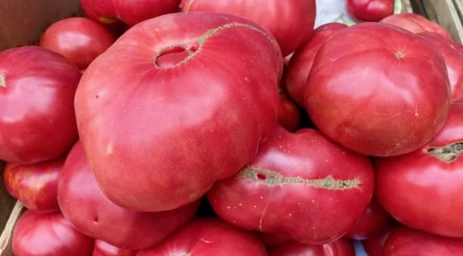 Сложете този евтин продукт в дупката на доматите и ще умножите реколтата си