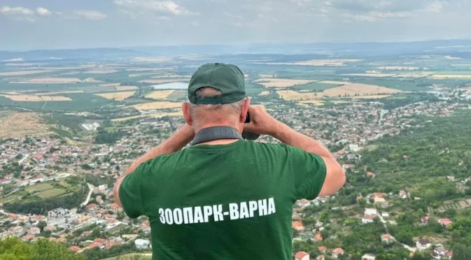 "Отглеждането на диви котки е забранено": МОСВ каза какво ще се случи с пантерата в Шумен