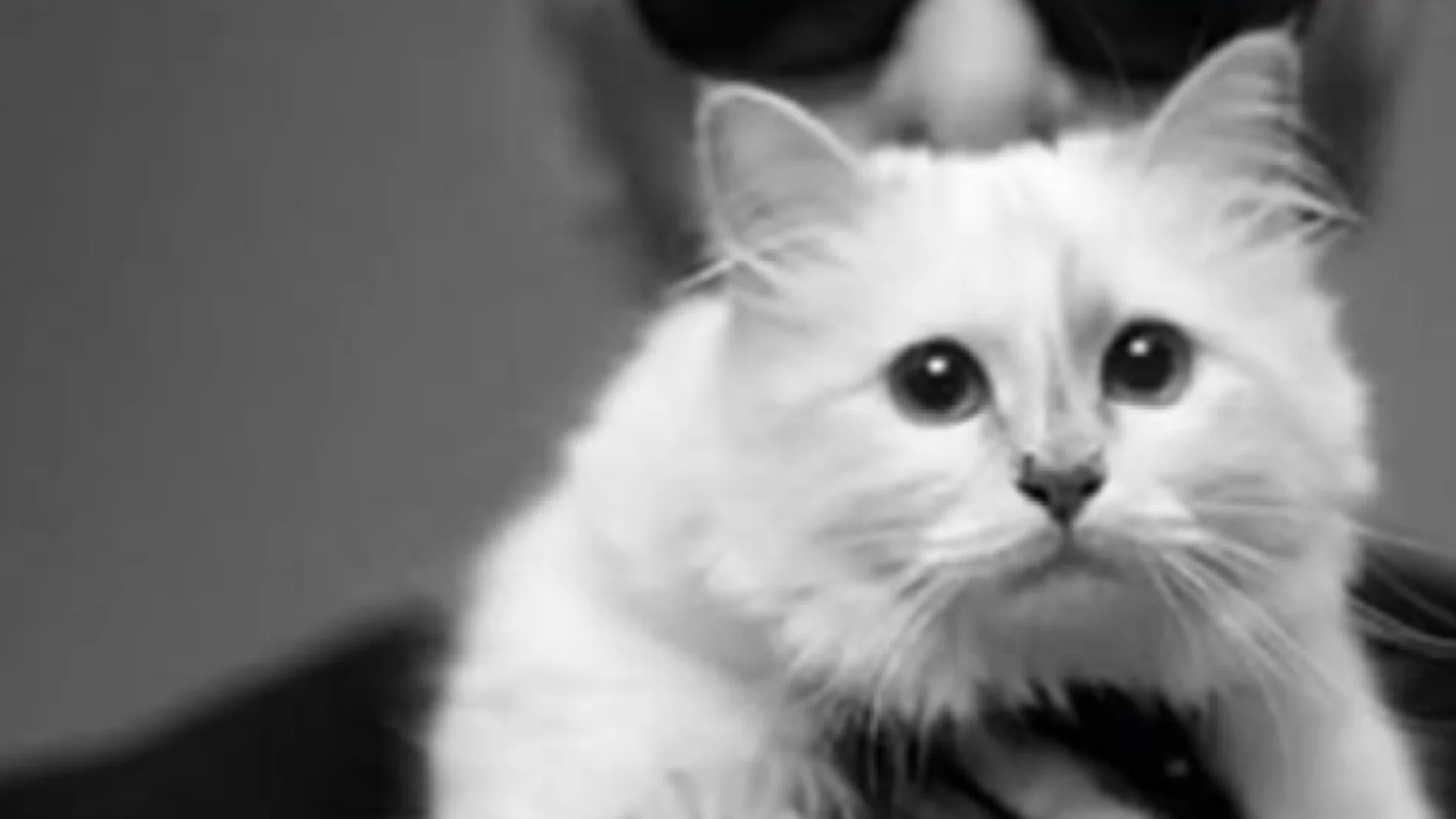 Неочаквана роля: Котката, наследила милиони, е на път да направи филмовия си дебют