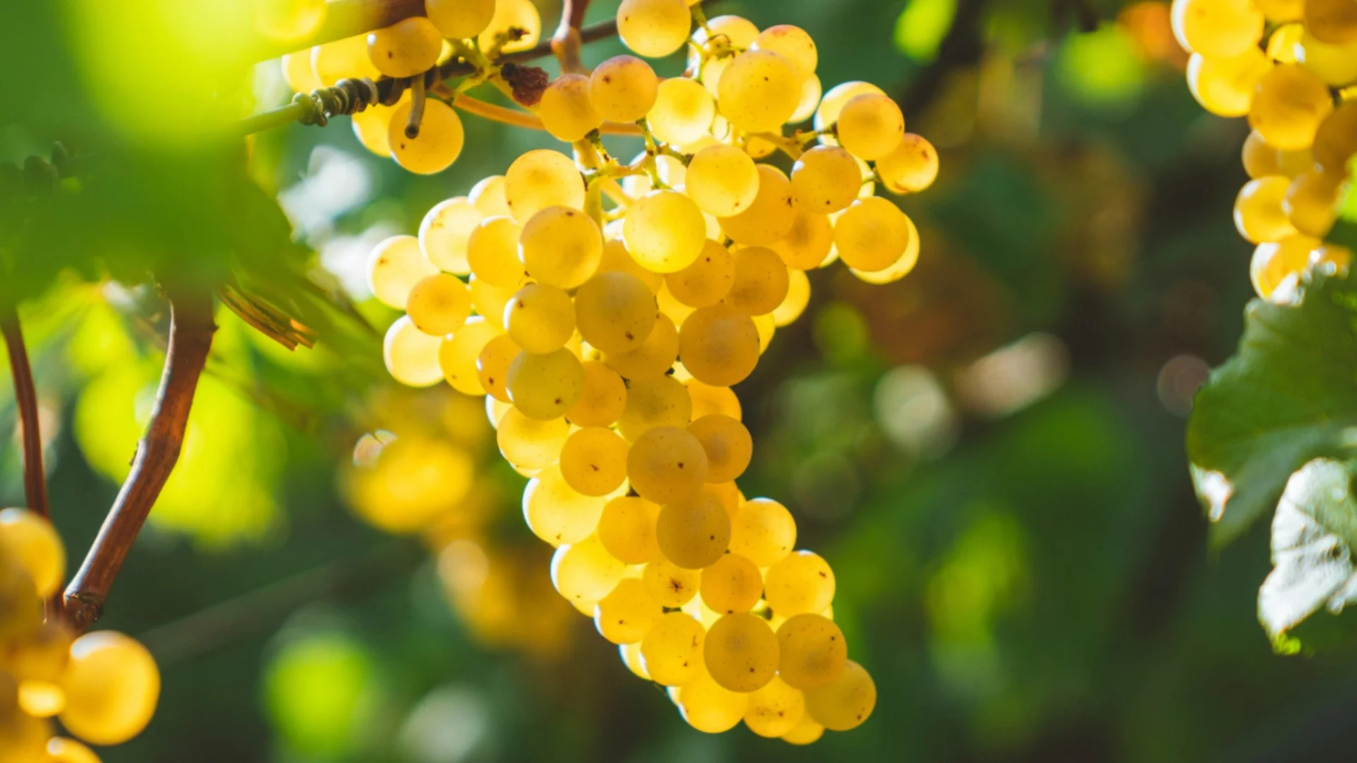 Ефективна защита на гроздето от сиво гниене (Botrytis cinerea)