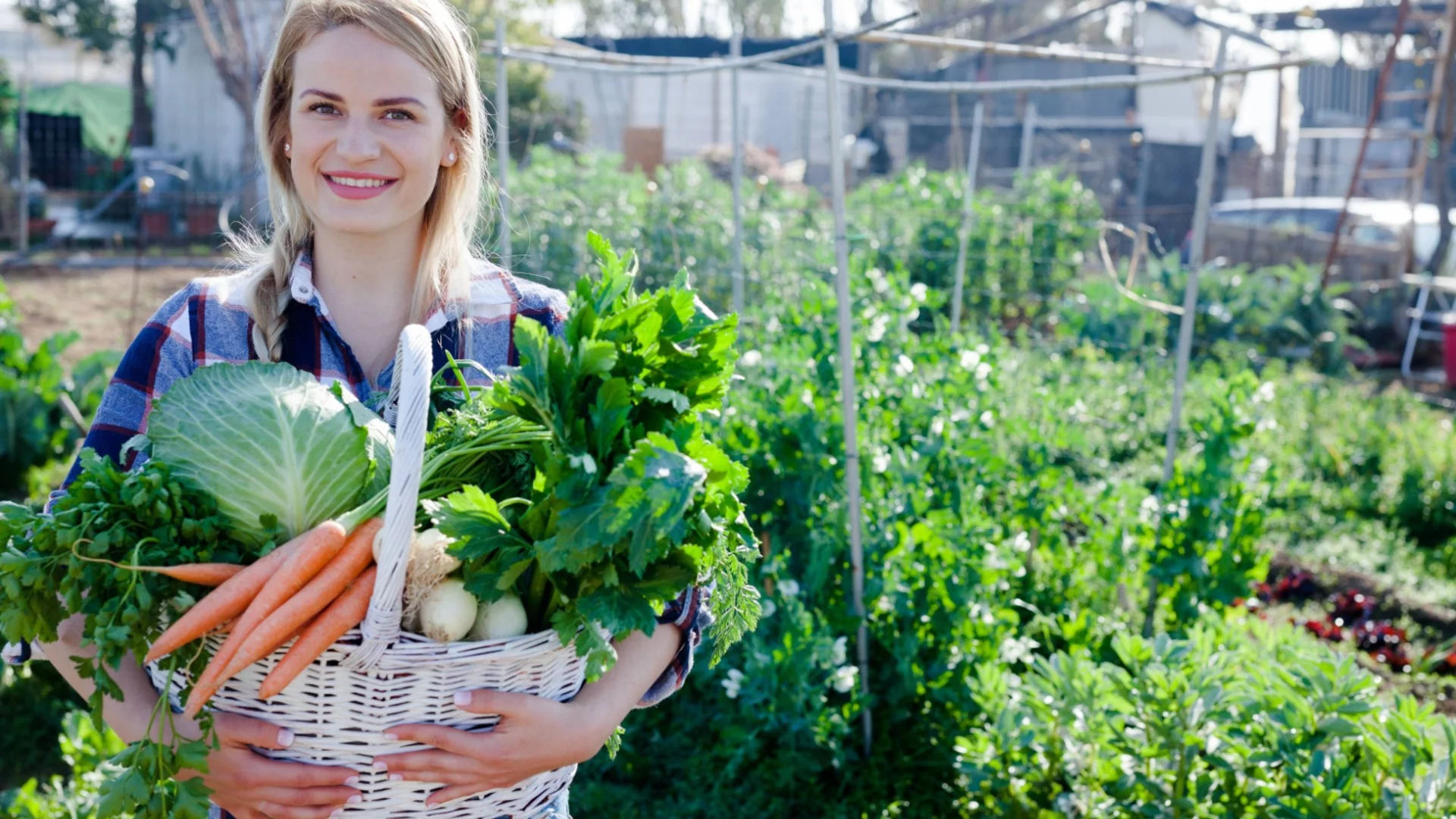 7 зеленчука, които трябва да засадите в градината си през август
