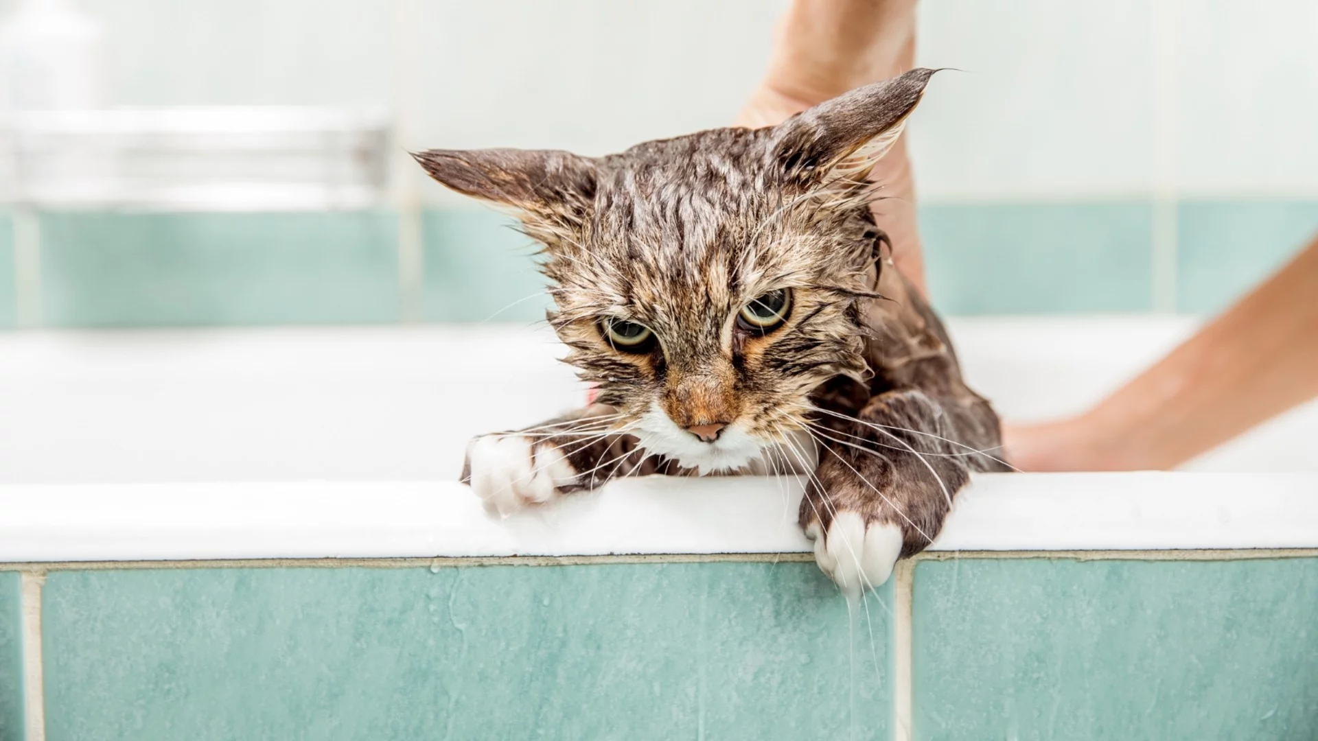 Защо котките мразят водата?
