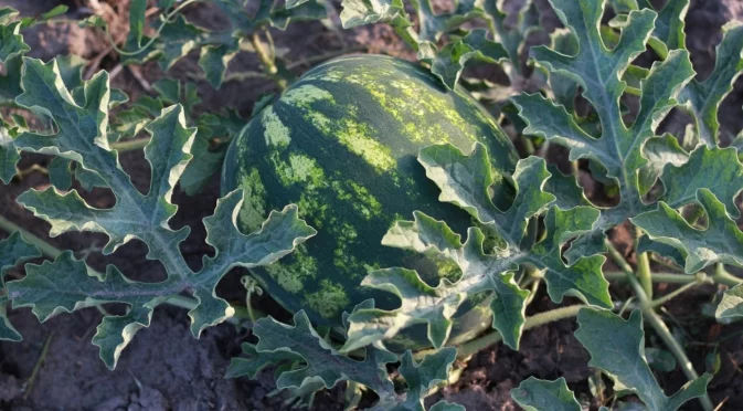 Как най-лесно се познава узрялата диня?