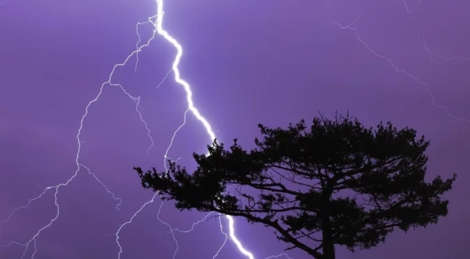 Мълниите убиват много повече дървета, отколкото бихте могли да си представите