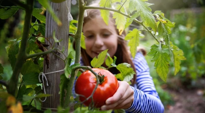 Как да спасим доматите след обилни дъждове