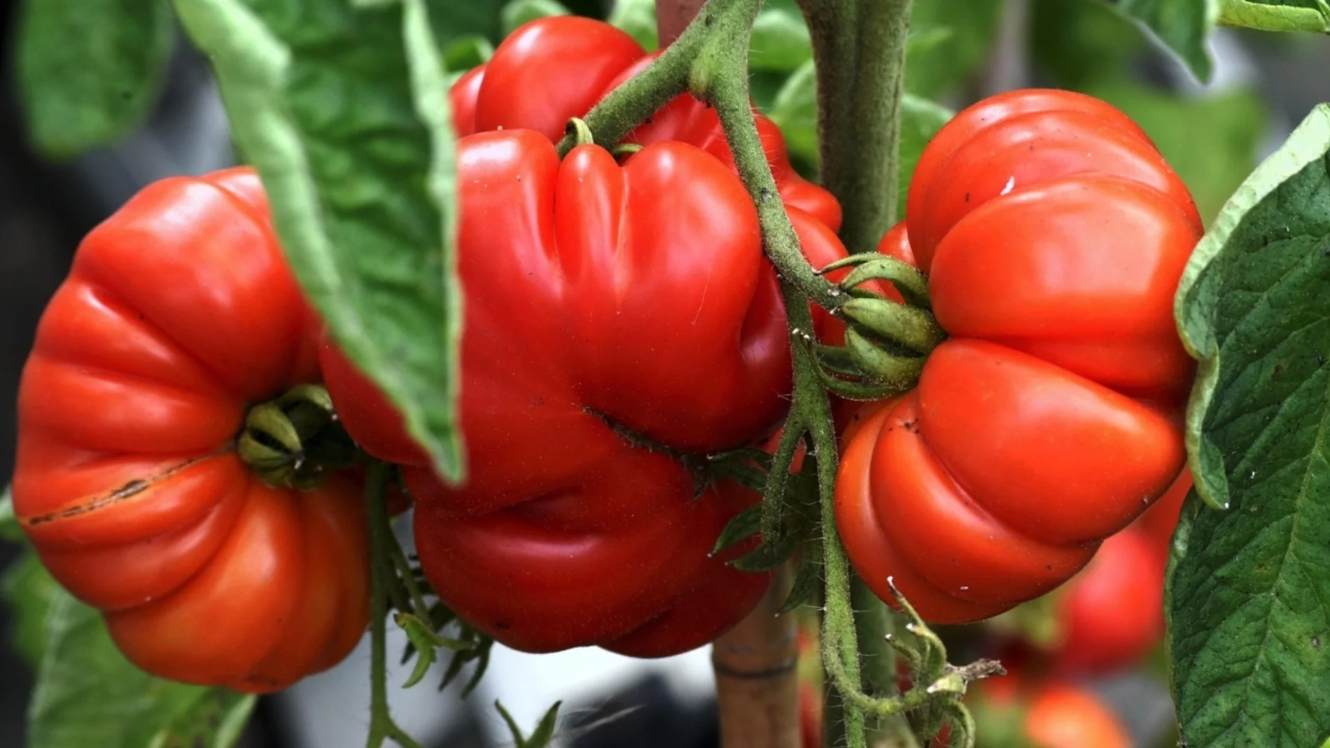 Трябва ви само един продукт от кухнята и доматите ще дават плодове до септември, а плодовете им ще са по 500 гр всеки