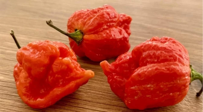Нов сорт български люти чушки вече в магазините на Kaufland