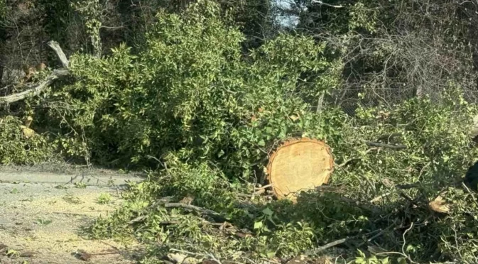 Нов инцидент на морето: Дърво уби тригодишно дете