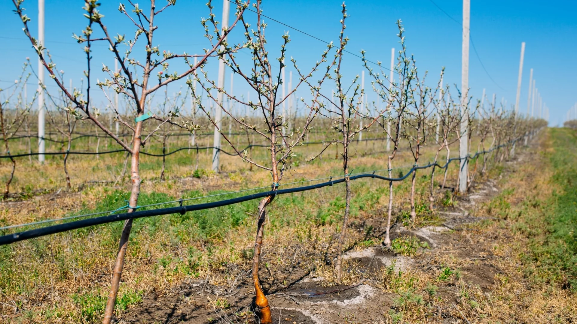 Заради липсата на вода за напояване: Производителите на плодове и зеленчуци искат среща с  депутатите
