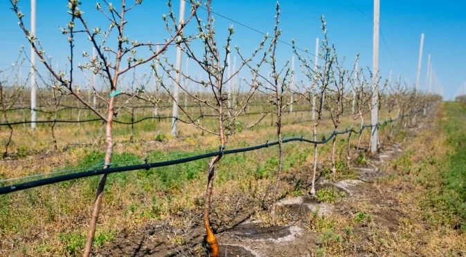 Заради липсата на вода за напояване: Производителите на плодове и зеленчуци искат среща с  депутатите