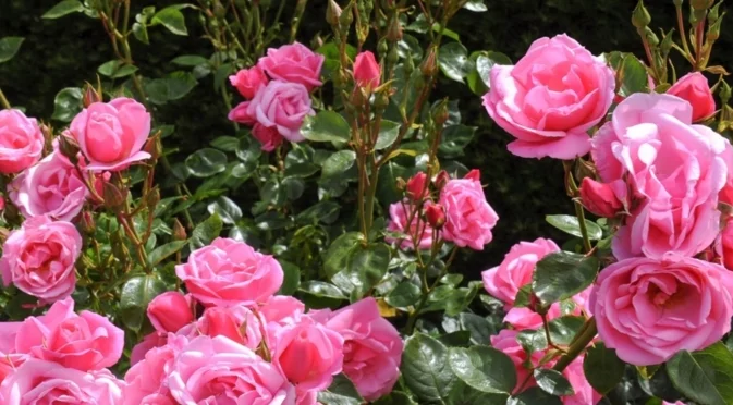 Лесен трик, с който розите ви ще цъфнат отново